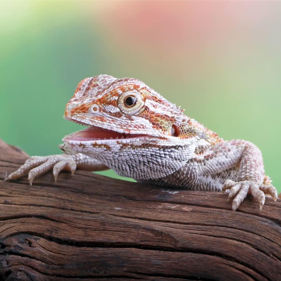 Veterinary Care for Exotic Pets in Seattle